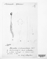 Torrubia entomorrhiza image